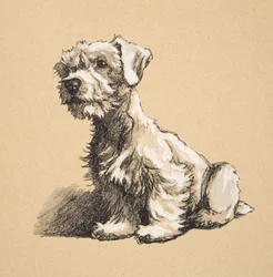 Sealyham, 1930, ilustrações de seu livro de desenho usado para &39;apenas entre amigos&39;, Aldin, Cecil Charles Windsor (1870-1935), mais tarde publicado pela Eyre e Spottiswoode Limited, 1934, giz e carvão